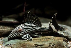 Pleco Royal — 13-15